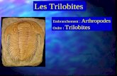 Les Trilobites Embranchement : Arthropodes Ordre : Trilobites