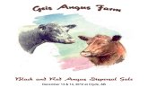 Geis Angus Farm Dispersal Sale