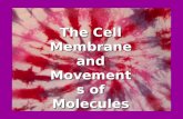 The Cell Membrane and Movements of Molecules The Plasma Membrane The Plasma Membrane (aka cell membrane) The Plasma Membrane (aka cell membrane) Boundary