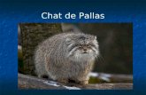Chat de Pallas