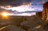 New Mexico Llano