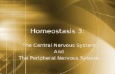 Homeostasis 3: The Central Nervous System And The Peripheral Nervous System The Central Nervous System And The Peripheral Nervous System