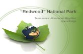 ½³»¸ …» : Redwood