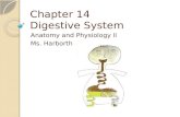Chapter 14 Digestive System Anatomy and Physiology II Ms. Harborth