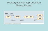 Prokaryotic cell reproduction Binary Fission. Eukaryotic Cell Cycle