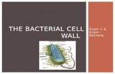 The bacterial Cell Wall