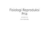 Fisiologi Reproduksi Pria