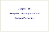 Chapter  11   Antigen Presenting Cells and Antigen Presenting