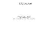 Digestion. Digestive System (Blank) Digestive System (Labeled)