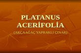 PLATANUS ACER°FOL°A