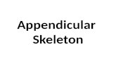 Appendicular Skeleton. Pectoral girdle & arms Pelvic girdle & legs