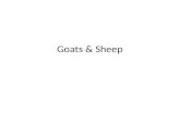 Sheep & Goat Breeds Review
