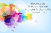 Mekanisme Biosintesis Protein Prokariota