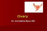 Ovary Dr. Amitabha Basu MD. Topic Normal ovary Normal ovary Polycystic ovary Polycystic ovary Tumors of the ovary Tumors of the ovary