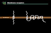 Membrane Membrane receptors. Single-pass membrane receptors membrane