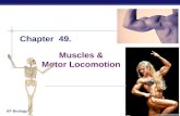 AP Biology 2005-2006 Muscles & Motor Locomotion Chapter 49