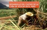 Desarrollo de la caña de azucar en el Peru.pptx