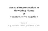 Asexual Reproduction in Flowering Plants or Vegetative Propagation Natural e.g. runners, tubers, plantlets, bulbs