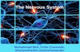 The Nervous System. Types Central Nervous System (CNS)Peripheral Nervous System (PNS)