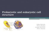 Prokaryotic and eukaryotic cell structure