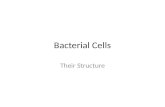 Bacterial Cells Their Structure Structure of a Bacterial Cell  Average_prokaryote_cell-_en.svg Cell Wall Outside membrane