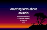 Amazing facts about different animals
