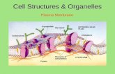 Cell Structures & Organelles Plasma Membrane. Cell Organelles Phospholipid Molecule