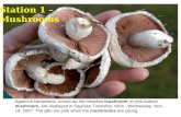 Agaricus campestris, known as the meadow mushroom or pink-bottom mushroom, are displayed in Saginaw Township, Mich., Wednesday, Nov. 14, 2007. The gills