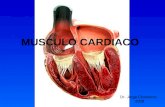 Musculo cardiaco-20091