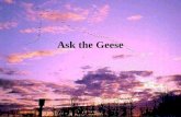Ask the Geese (Devotional)