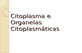 Citoplasma e Organelas Citoplasmticas. Organelas Citoplasmticas Ret­culo Endoplasmtico Liso e Rugoso Transporte e armazenamento de subst¢ncias; R.E.L