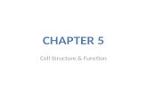 Cell Structure & Function. Membrane Models Structure / Function Permeability Modification of Cell Surface
