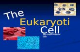 The Eukaryotic Cell The Basic Unit of Life. Why a Eukaryotic Cell? Eu= trueEu= true Eukaryotic CellEukaryotic Cell Has membrane bound-organellesHas membrane