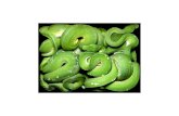 Colored Snakes