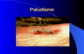 Paludisme. Paludisme: Introduction Cas import©s de malaria en Europe