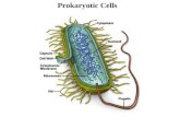 Prokaryotic Cells. Prokaryotic Cell Shapes Bacillus Coccus Spirillus