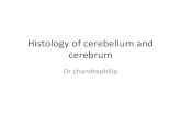 Histology of cerebellum and cerebrum