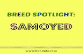 Hundido's Breed Spotlight: Samoyed