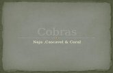 Cobras  1 d