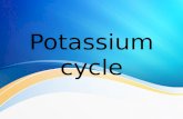 Potassium Cycle