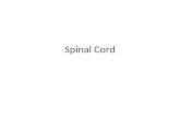 Spinal Cord. Runs through the vertebral canal Extends from foramen magnum to second lumbar vertebra Regions â€“ Cervical â€“ Thoracic â€“ Lumbar â€“ Sacral â€“