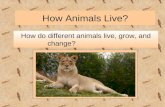 How Animals Live?