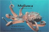Mollusca aka the epitome of cool