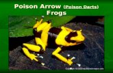 Poison Arrow (Poison Darts) Frogs. Poison Arrow Frogs (also called Poison Dart Frogs) are small, brightly- colored rainforest frogs that have extremely