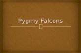 Pygmy  Falcons