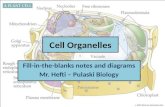 Cell  Organelles