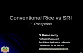 0893  Conventional Rice vs SRI - Prospects