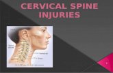1. ï‚‍ The spine contains 33 vertebrae: seven cervical, 12 thoracic, 5 lumbar, 5 fused sacral and 4 fused coccygeal vertebrae ï‚‍ The vertebral bodies generally