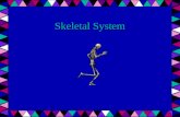Skeletal System. Components - Cartilage - Bone - Joints - Ligaments (bone to bone) - Tendons (muscle to bone)