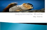 Squirrels Rule